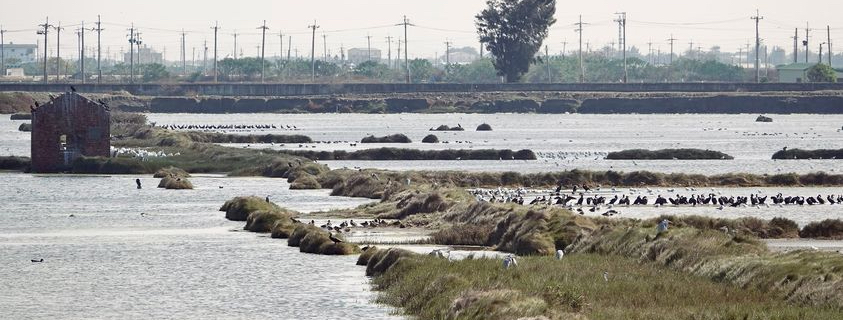 現代鳥仔名台語新詞討論